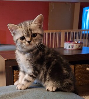 Britské whiskas mačiatka s PP - 11