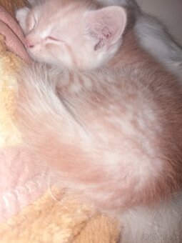 Perzské mačiatko - 11