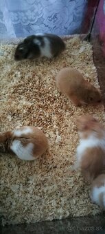 Sýrsky škrečok - 11