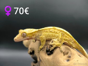 PAGEKON RIASNATY - 11