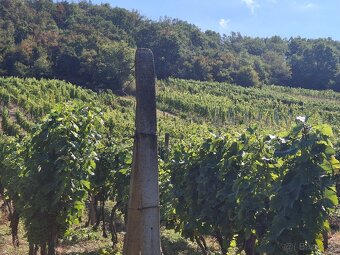 Vinohrad v Tokajskej oblasti - 11