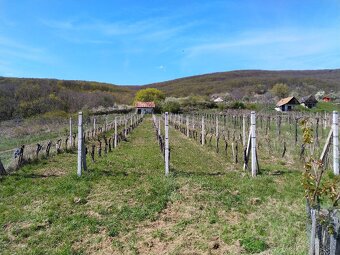 Pozemok - Vinice Čajkov - Sádovské - 11