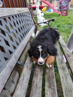 Bernský salašnícky pes- Šteniatka - 11