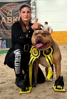 American bully XL XXL - 11