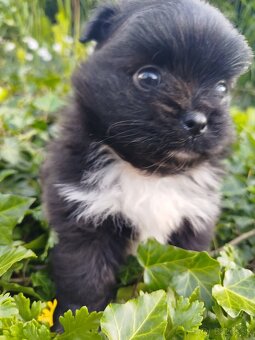 Pomeranian +nemecký špic - 11