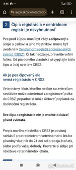 Zlatý retriever šteniatka - 11