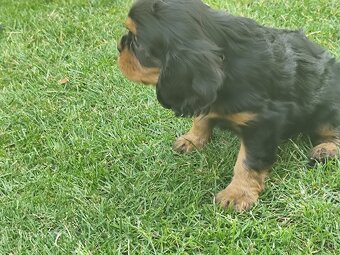 Šteniatka Cavalier king Charles španiel, kavalier - 11