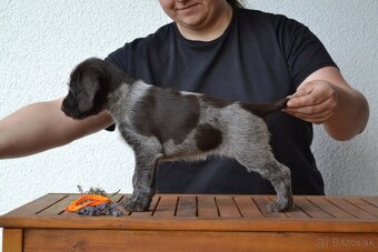 Nemecký stavač drotosrstý - německý ohař drátosrstý - 11