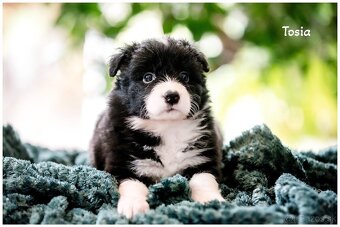 Border Collie Border Kolia s PP FCI - 11