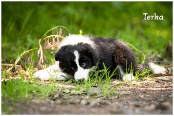 Border Collie Border Kolia s PP FCI - 11