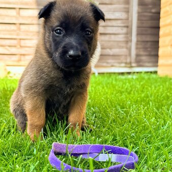 Belgický ovčiak - Malinois - 11