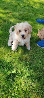 Maltipoo+maltipoo= maltipoo - 11