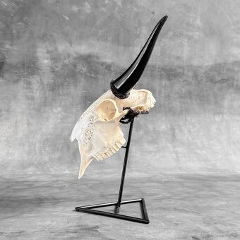 Autentická biela vyrezávaná lebka kozy - motív veľký lotos - 11