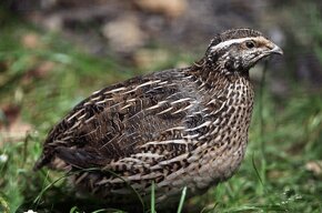 Prepelice japonské - 11