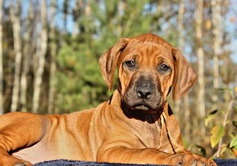 Rhodézsky ridgeback - 11