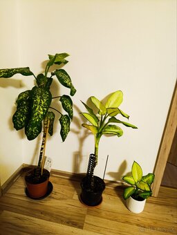 Ponúkam Zelenec, monstera minima, difenbachia - 11