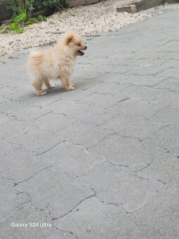Pomeranian spic - 11