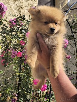 Pomeranian spic - 11