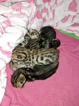 Bengalsky kocurik na krytie - 11