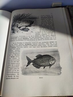 Dve stare knihy - 11