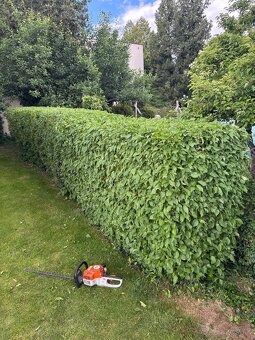 Úprava záhrad a živých plotov, vypiľovanie tují, kosenie - 11