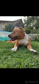 Americký stafordsirsky terier, Stafford, amstaf - 11