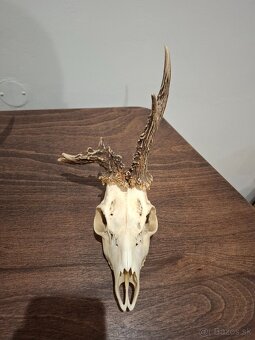 Srnec, parožie, trofeje - 11