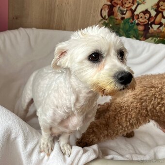 Maltipoo - šteniatko (chlapec) - 11