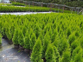 Vavrinovec, TUJA SMARAGD - 11