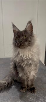 Maine coon,  mainská mývalia s PP - kocúrik - 11