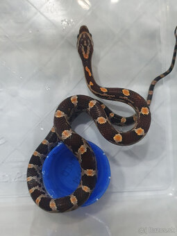 Užovka americká, Pantherophis guttatus, odchov - 11