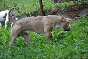 American bully - NIKE - rezervovaný do 11.10. - 11