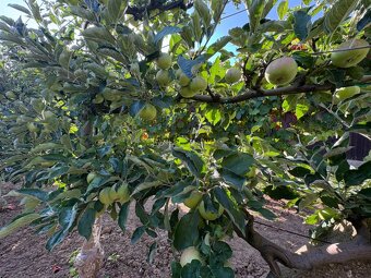 Na predaj: Ovocná záhrada v Leviciach - 11