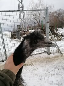 Pštros emu hnedý - 11