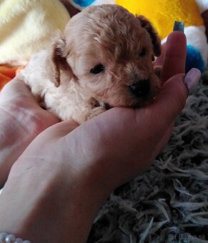 Pudlik pudel mini toy - 11