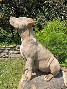 American bully XL - 11