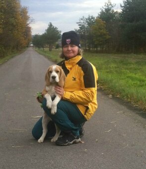 Bigel, bigl, beagle s PP - 11