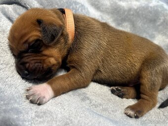 Rhodesian Ridgeback s preukazom pôvodu - 11