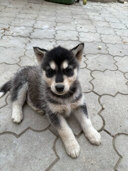 Sibírsky husky - Šteniatka - 11