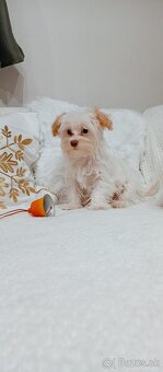 Yorkshire terrier golddust - 11