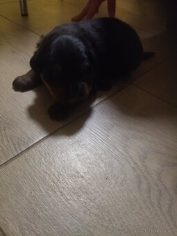 Rotvajler Bersky salašnícky - 11