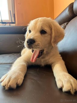 Zlatý retriever hľadá nový domov - 11