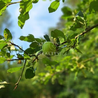 MUROVANÁ CHATA BELUŠSKÉ SLATINY, POD LESOM,OBECNÝ... - 11