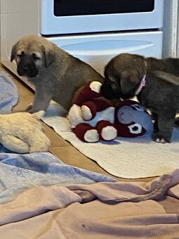 Španělský mastin štěňátka k odběru od 20.1. - 11