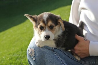 Welsh corgi pembroke s PP - 11