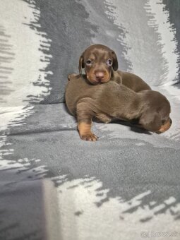 Jazvečik trpasliči - 11