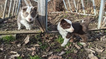 Border kólia, hnedá - 11