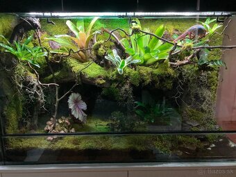 Terarium - 11