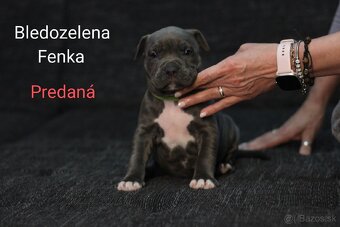 Predám šteniatka americkeho stafforda - 11