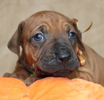 Rodézsky ridgeback - 11
